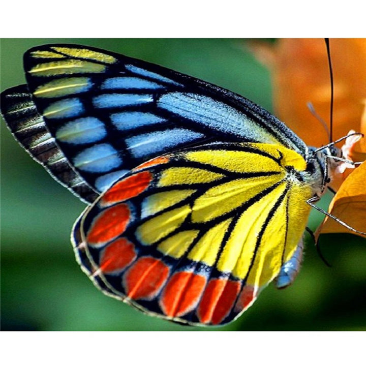 Paint By Numbers Butterfly