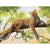 Leopard in the Tree Paint by Numbers