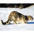 Feline In The Snow Paint by Numbers