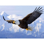 Paint By Numbers Eagle In Flight