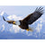 Paint By Numbers Eagle In Flight