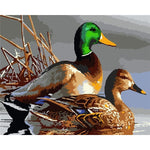 Pair Of Ducks Paint By Numbers 