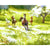 Flowering Grass Running Horses Paint by Numbers 