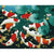 Koi Fish Paint By Numbers