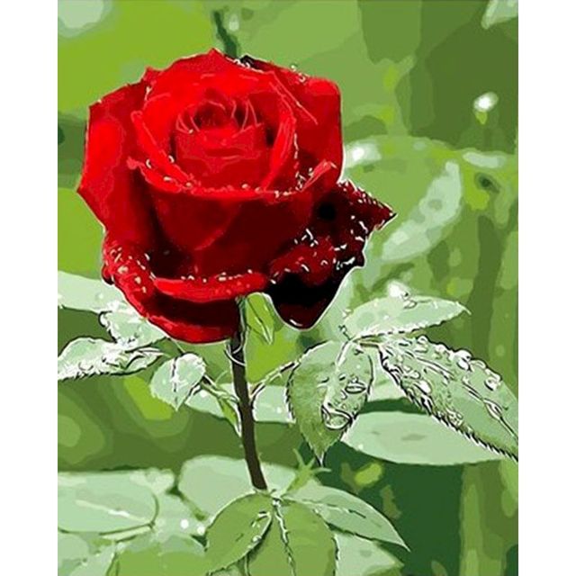 Red Rose Pictures