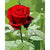Red Rose Pictures