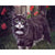 Paint By Numbers Cat In Garden