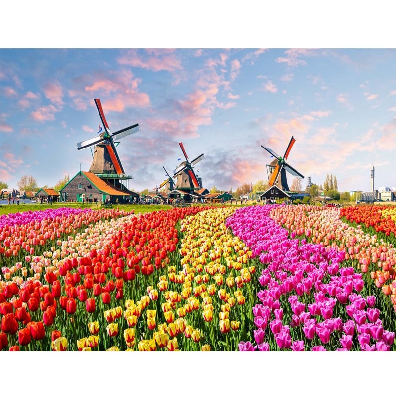Paint By Numbers Tulips Field