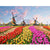Paint By Numbers Tulips Field