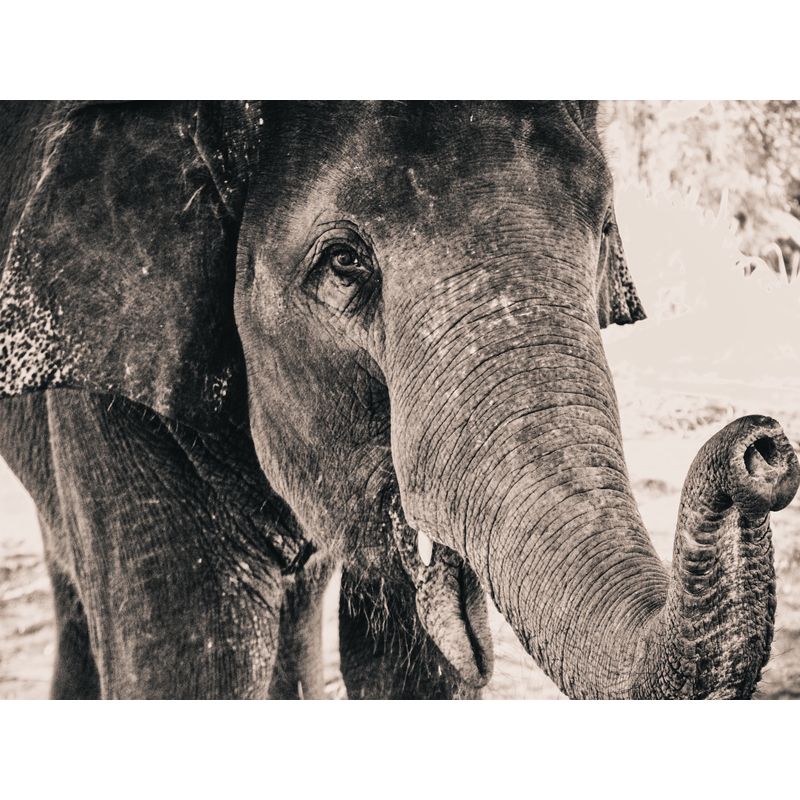Paint By Numbers Old Elephant