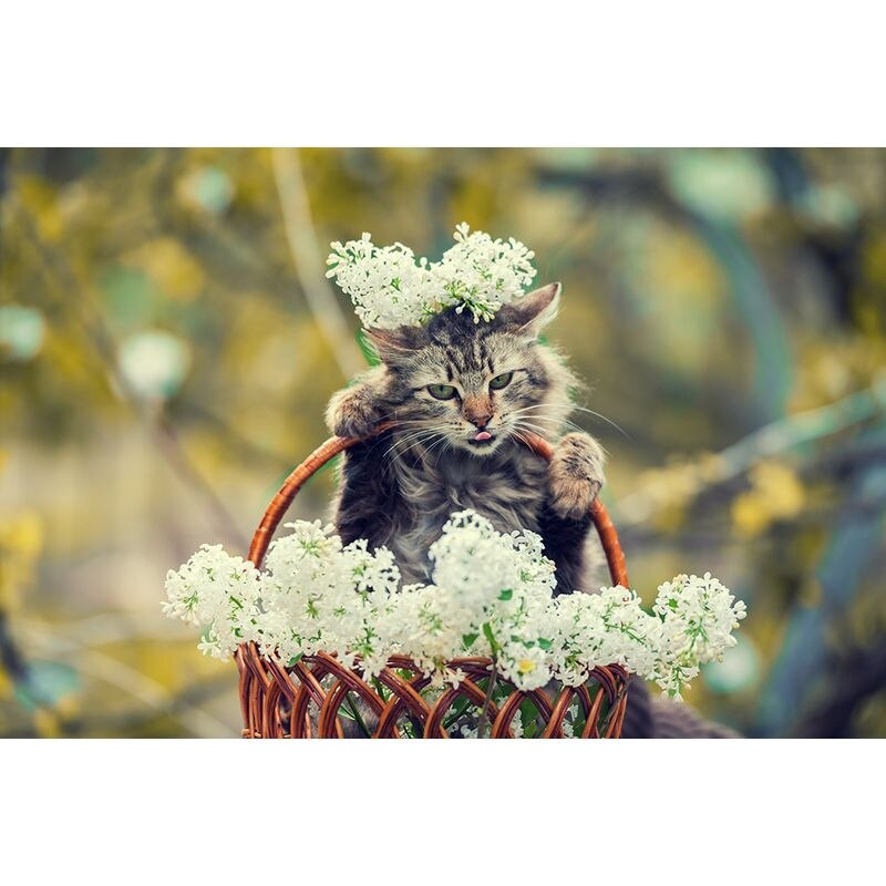 Paint By Numbers Grey Cat In Basket