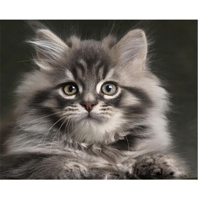 Paint By Numbers Grey Kitten