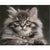 Paint By Numbers Grey Kitten