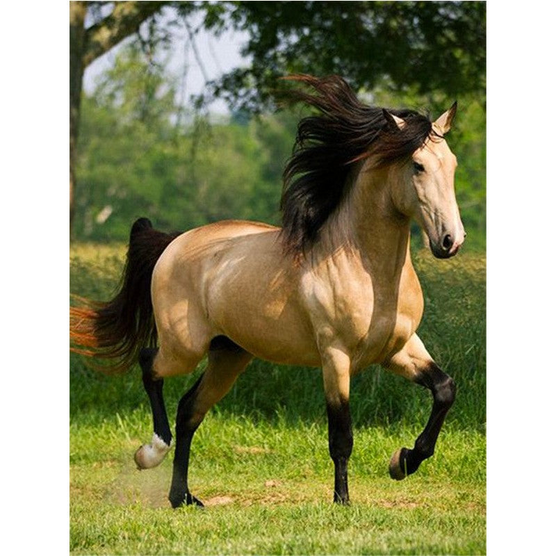 Paint By Numbers Brown Horse