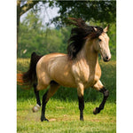 Paint By Numbers Brown Horse