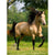 Paint By Numbers Brown Horse