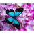 Paint By Numbers Butterfly On Pink Flower
