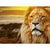 Paint By Numbers Lion Face