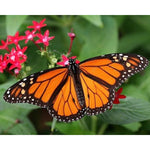 Paint By Numbers Monarch Butterfly