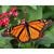 Paint By Numbers Monarch Butterfly