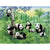 Paint By Numbers Panda Family
