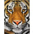 Paint By Numbers Tiger Face
