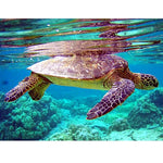 Paint By Numbers Turtle Pictures