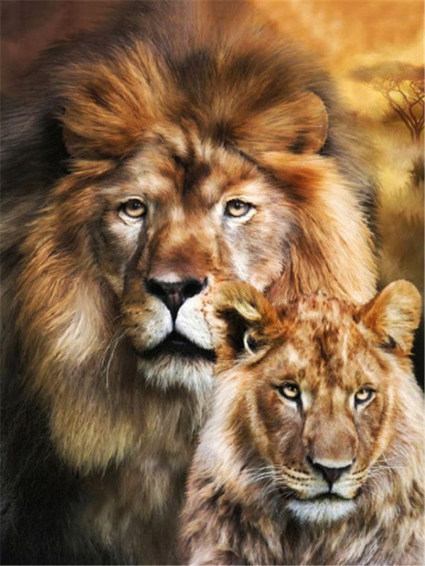 Couple Of Lions
