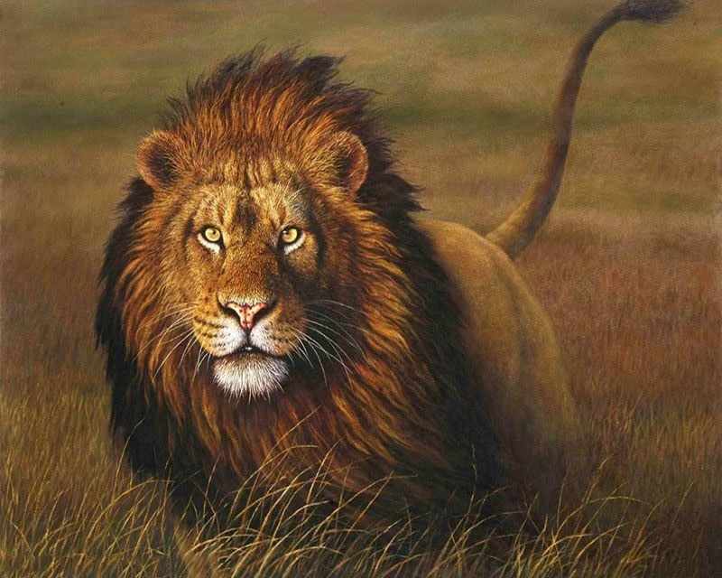 Lion Picture