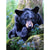 Painting By Numbers Bear