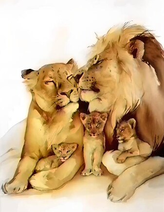 Lion Family