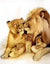 Lion Family