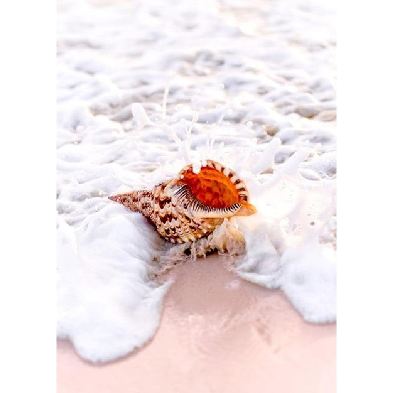 Paint By Numbers Shell On Beach
