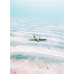 Starfish On The Sand