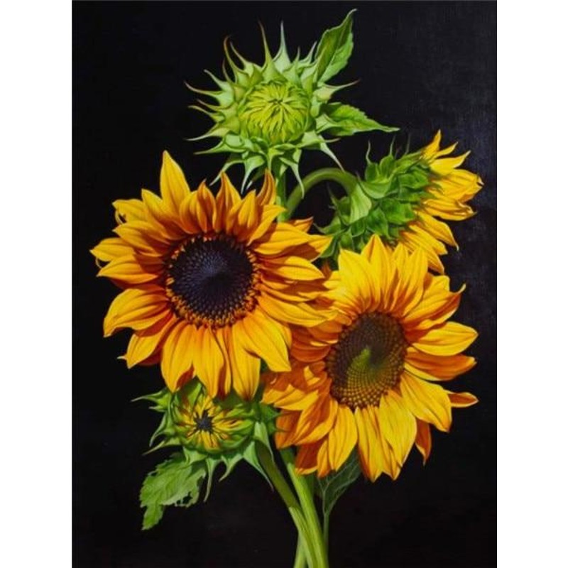 Paint By Numbers Sunflowers On Black Background