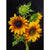 Paint By Numbers Sunflowers On Black Background