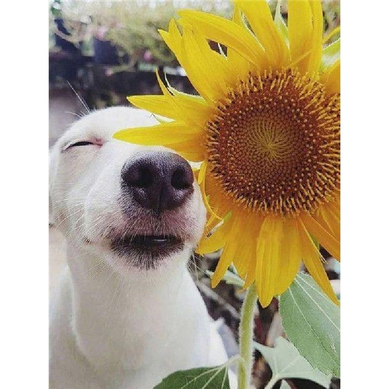 Paint By Numbers Sunflowers And Happy Dog