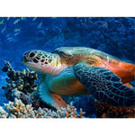 Turtle Painting By Numbers