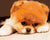 Sad Dog