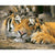 Kitten And Tiger