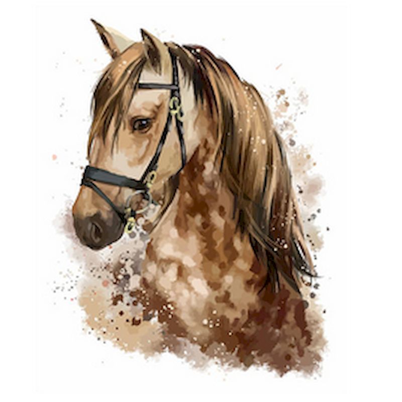 Head Horse - Paint By Numbers Horse