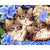 Paint By Number Three Kitten