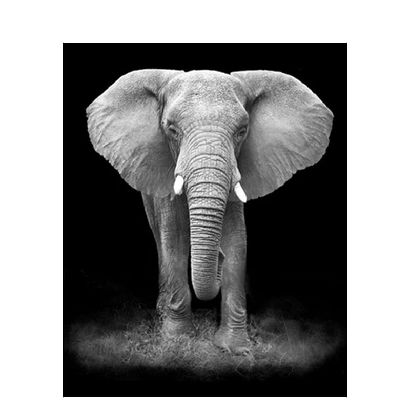 Black and white elephant - Paint By Numbers Elephant