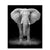 Black and white elephant - Paint By Numbers Elephant