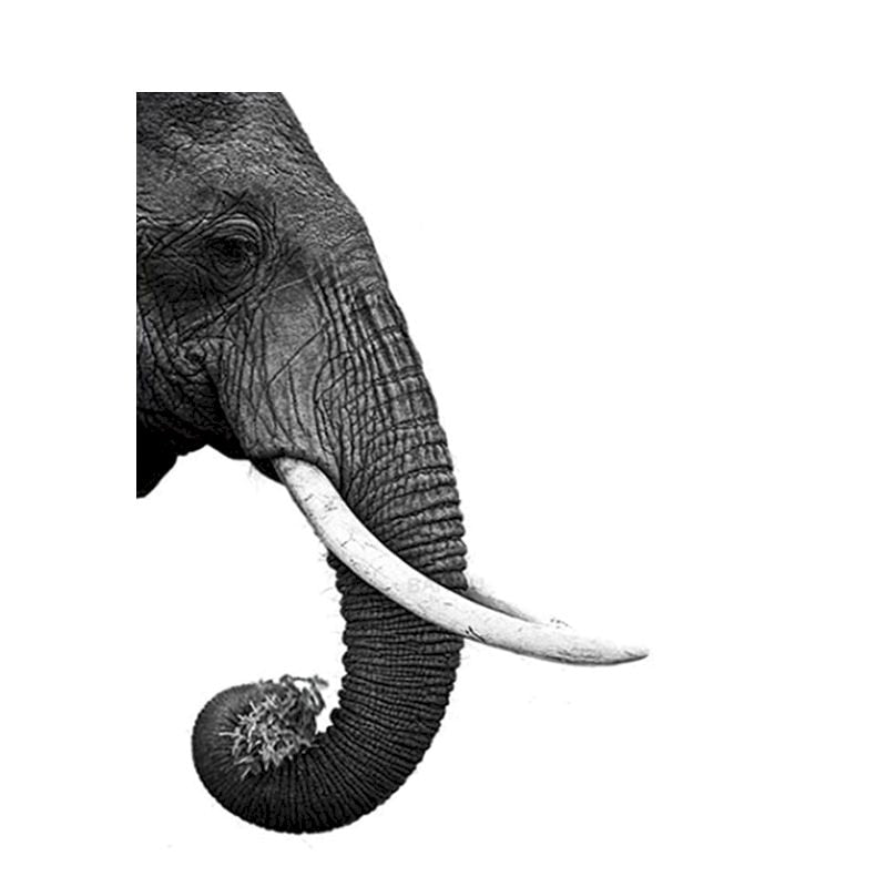 Paint By Numbers Elephant Profile