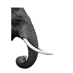 Paint By Numbers Elephant Profile