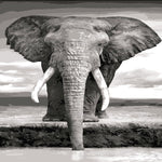 Paint By Numbers Elephant Drinking