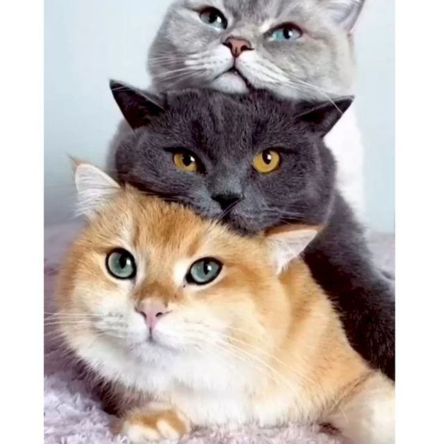 Paint By Numbers Of Cats