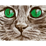 Big Eyed Cat Paint By Numbers