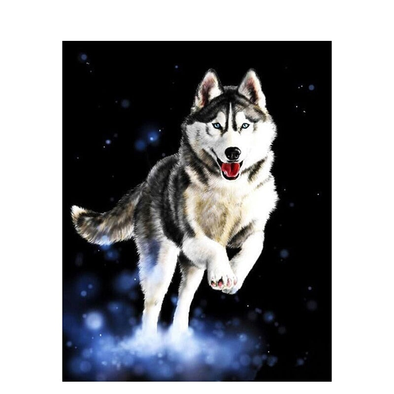 Paint By Numbers Husky